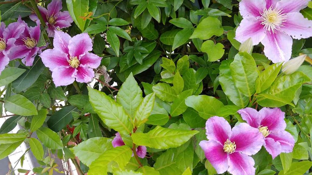 clematis rosa