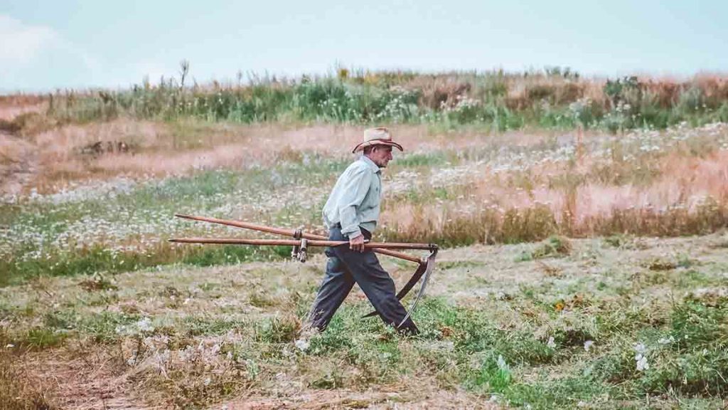 agricoltura biologica erbe spontanee