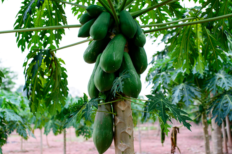 albero della papaya