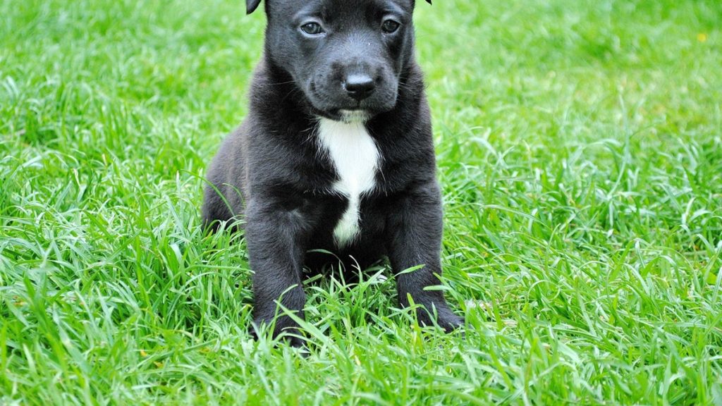 giornata internazionale del cane