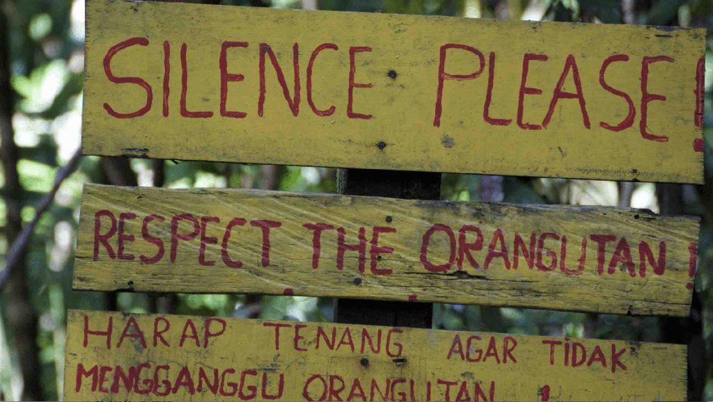 Volontariato ambientale silenzio orango