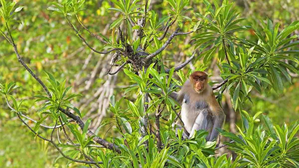 borneo volontariato ambientale