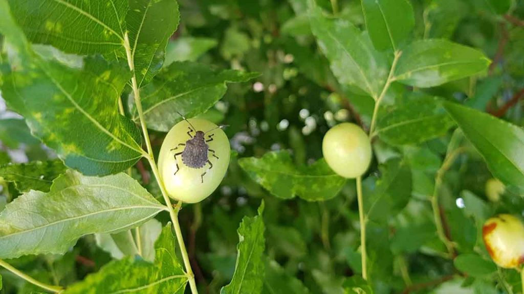 cimice asiatica giuggiola