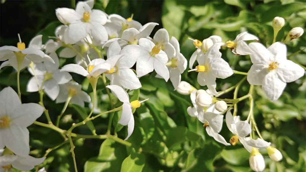 fiori di gelsomino commestibili