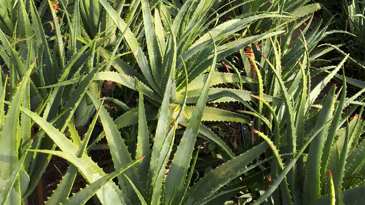 aloe arborescens foglie