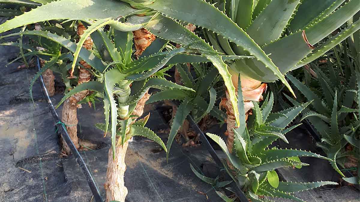 aloe arborescens arbusto