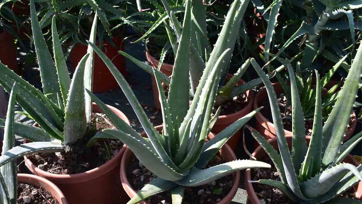 aloe-vera-piante