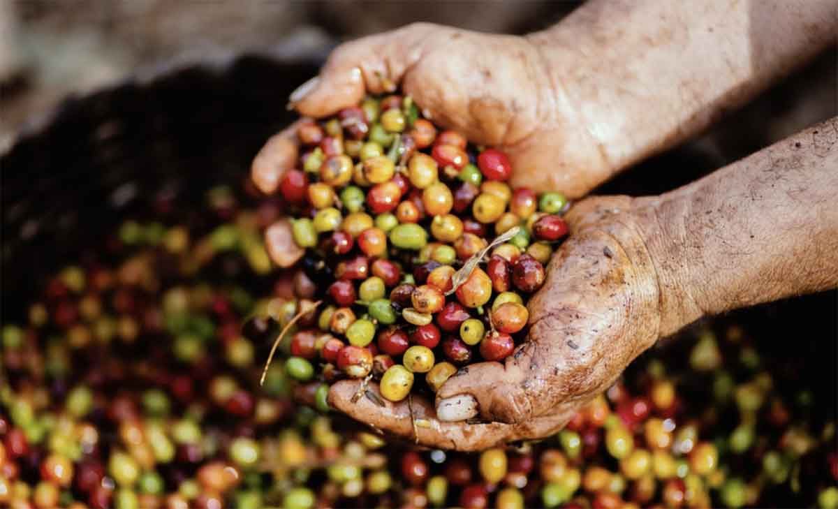 caffè glifosato mani