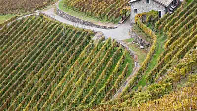 Foliage autunnale Colli Piacentini