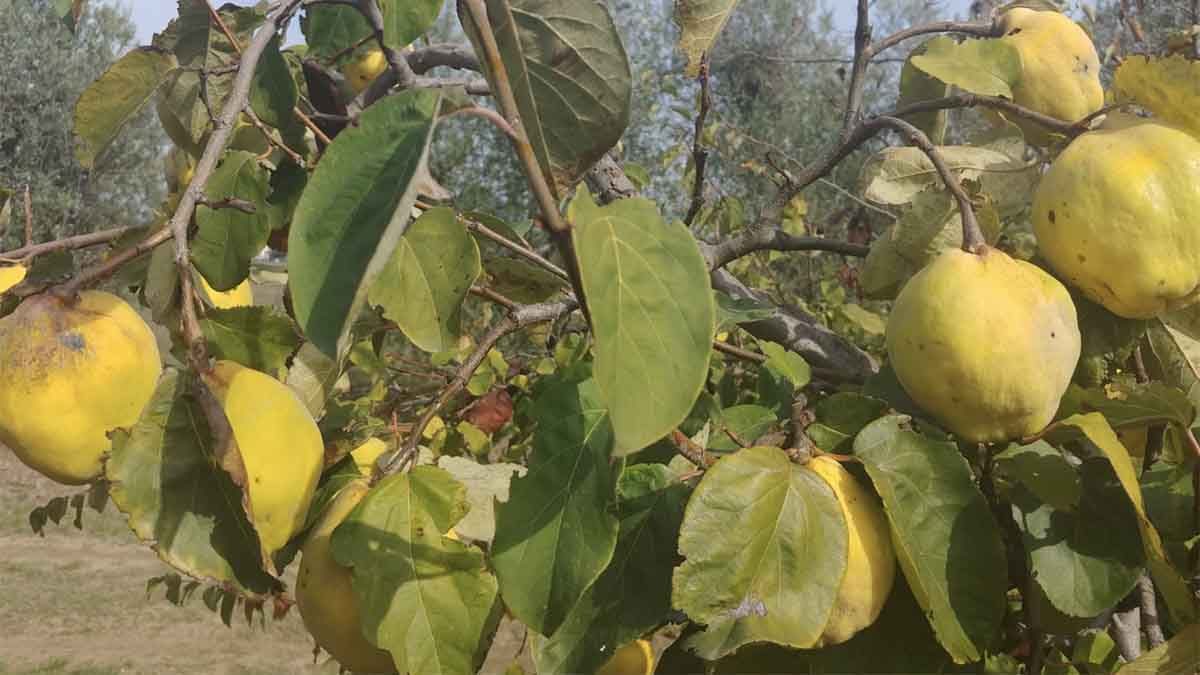 albero di mela cotogna