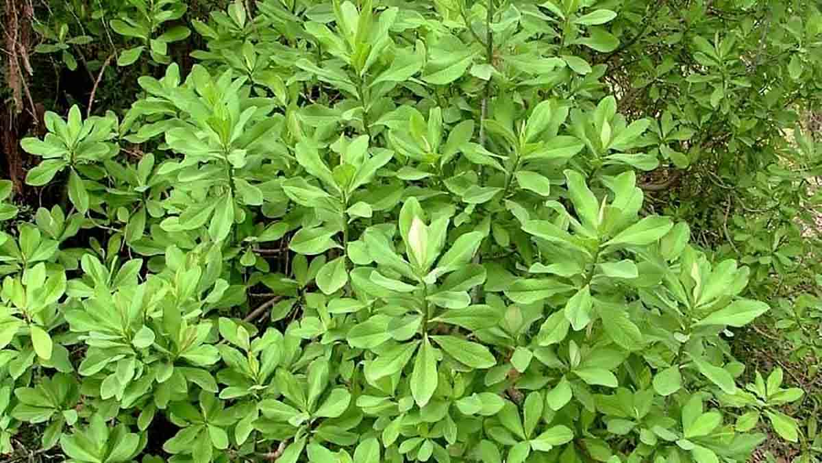 planta de la vida Synadenium grantii hook pianta
