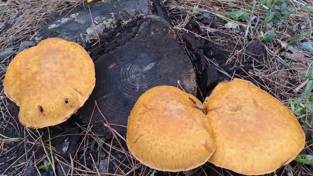 funghi conservazione delle foreste