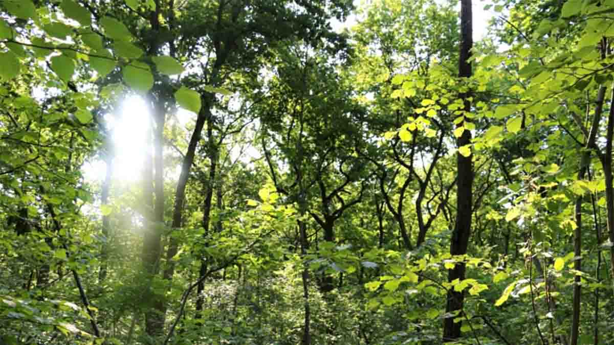 Gli alberi giornata nazionale