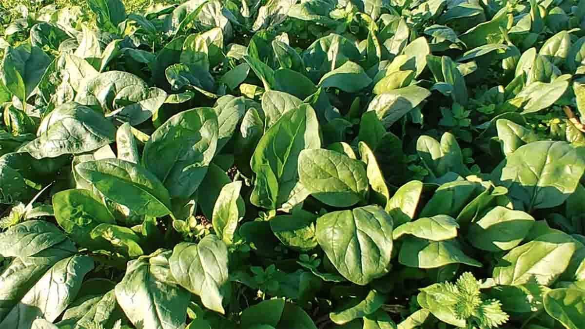 Spinaci in pieno campo cosa seminare a novembre