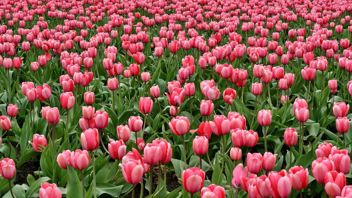 campo di tulipani rosa