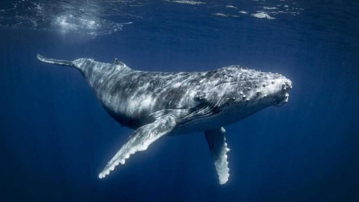 Balene Un Aiuto Nella Lotta Ai Cambiamenti Climatici Ambiente Bio