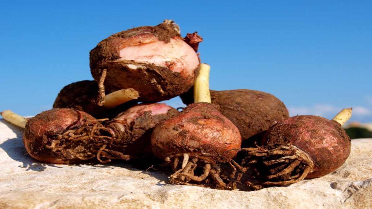 LAMPASCIONI