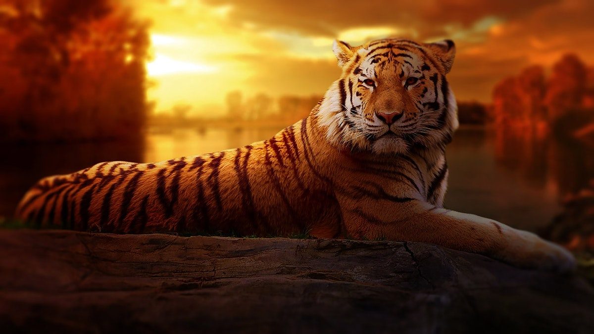 salvare la tigre