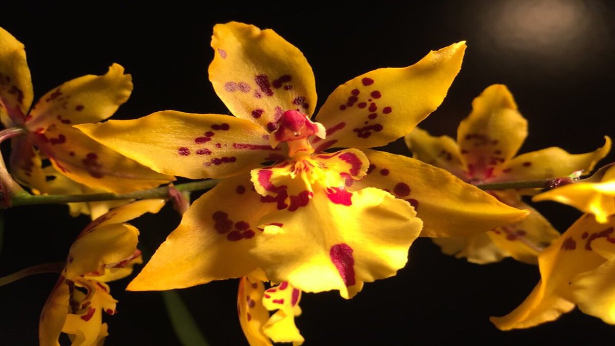 orchidea  qualità del sonno