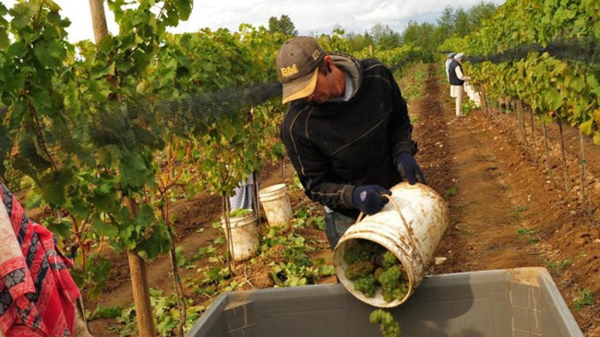 AGRICOLTURA