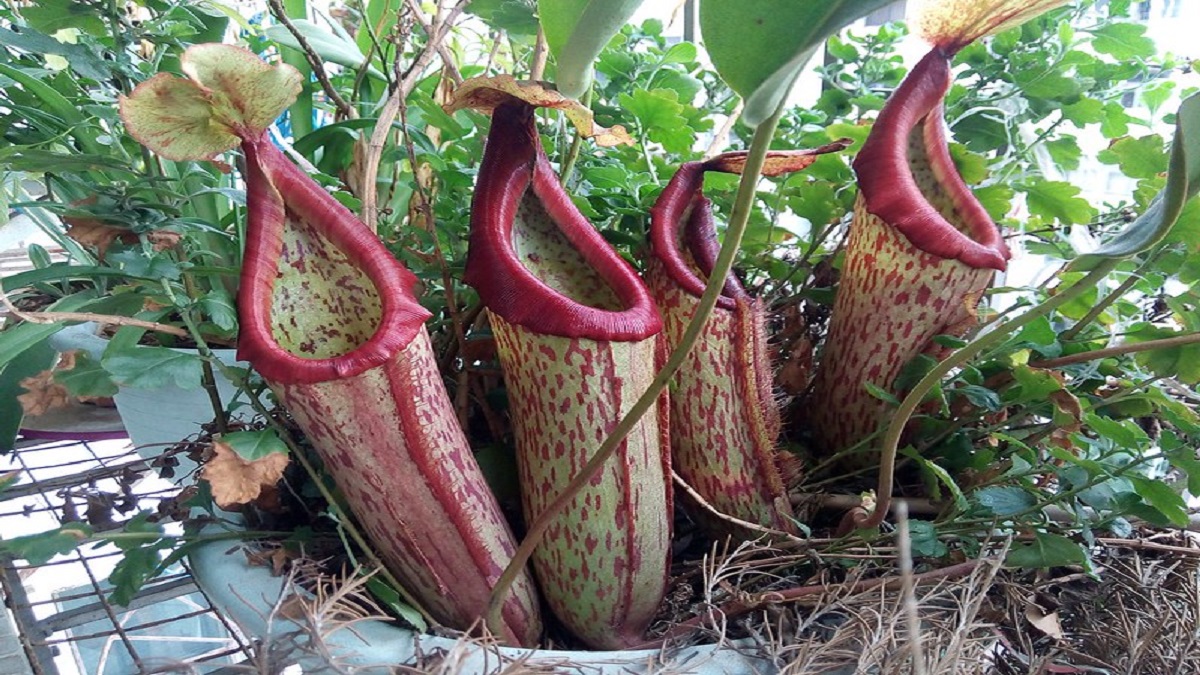 piante carnivore