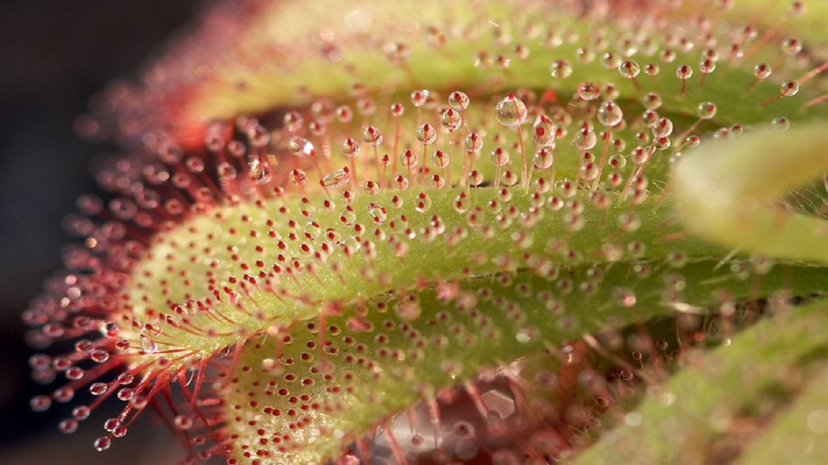 piante carnivore
