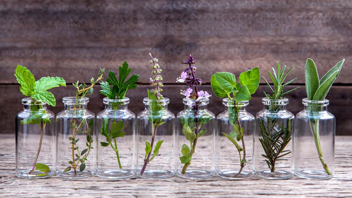 piante aromatiche vasi copia