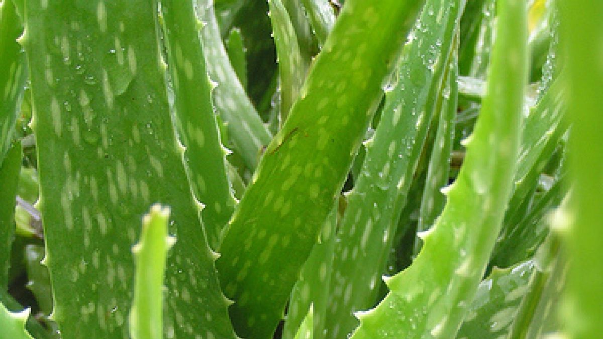aloe vera