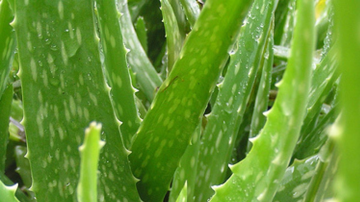 aloe vera