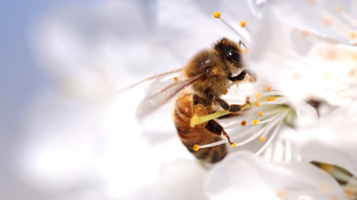 POLLINATE THE PLANET 