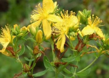 san giovanni battista erbe