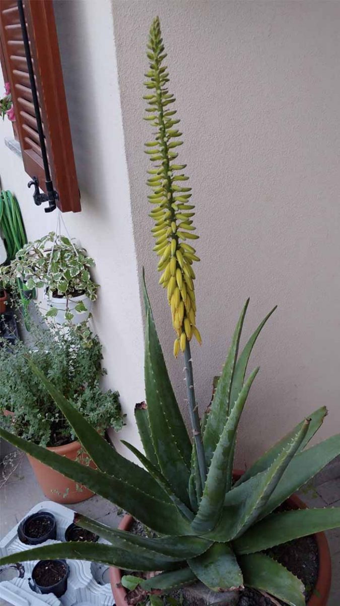 aloe vera fiore