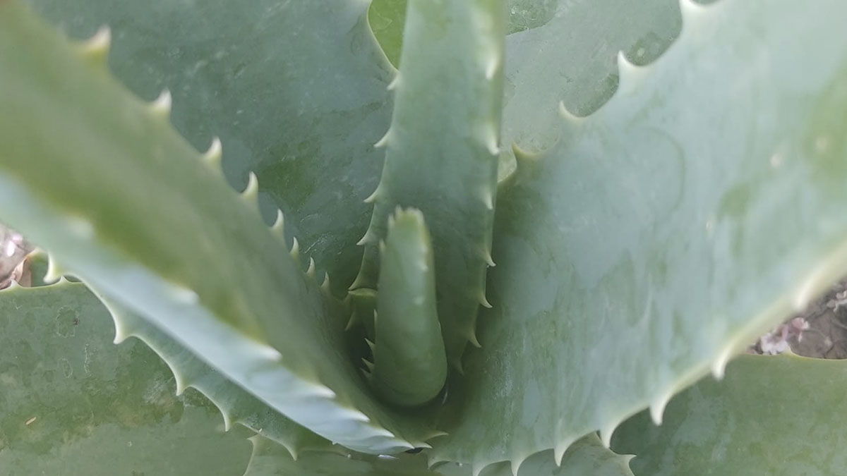 succo di aloe vera