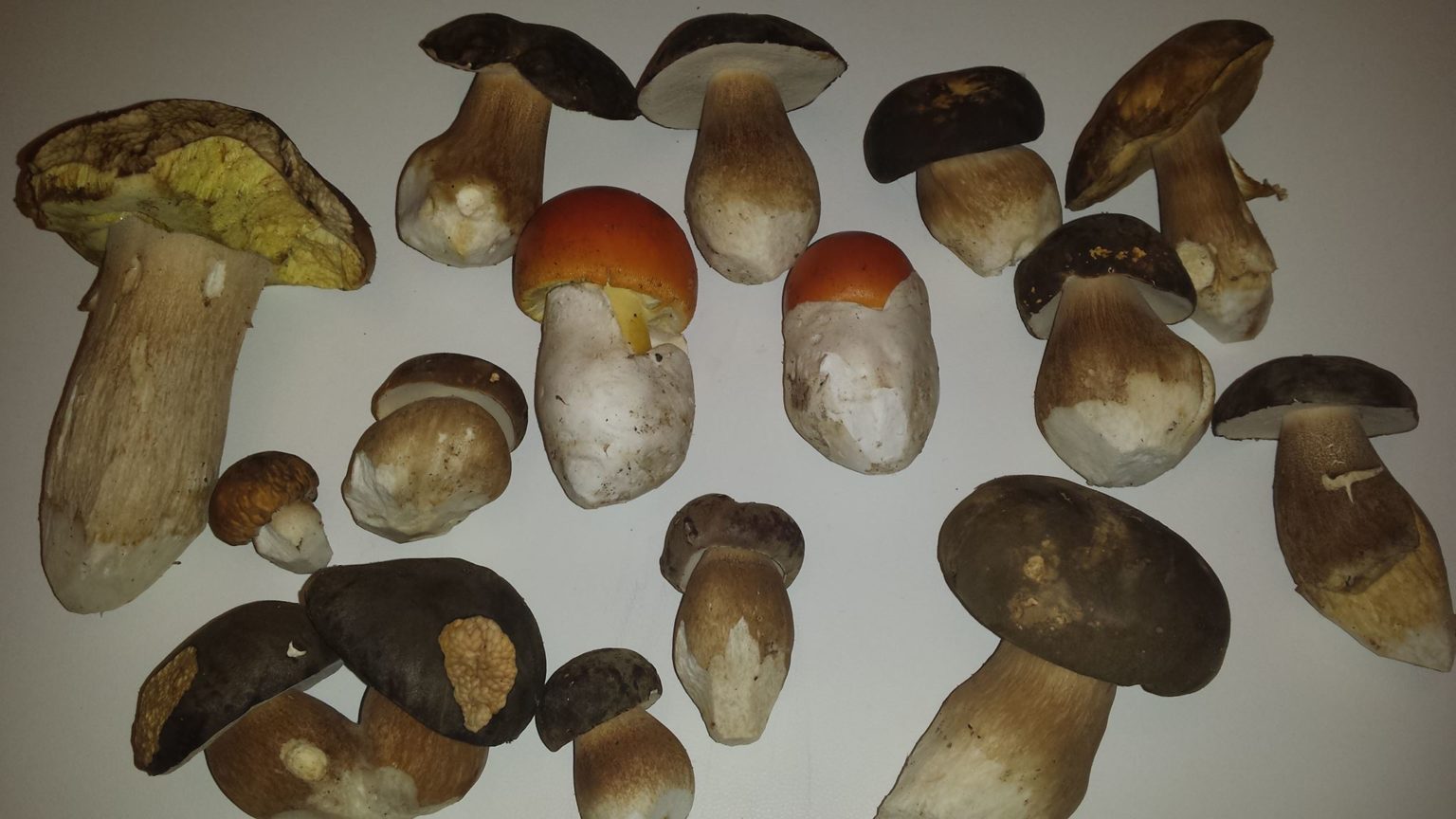 Funghi porcini benefici e infinite proprietà terapeutiche oltre al