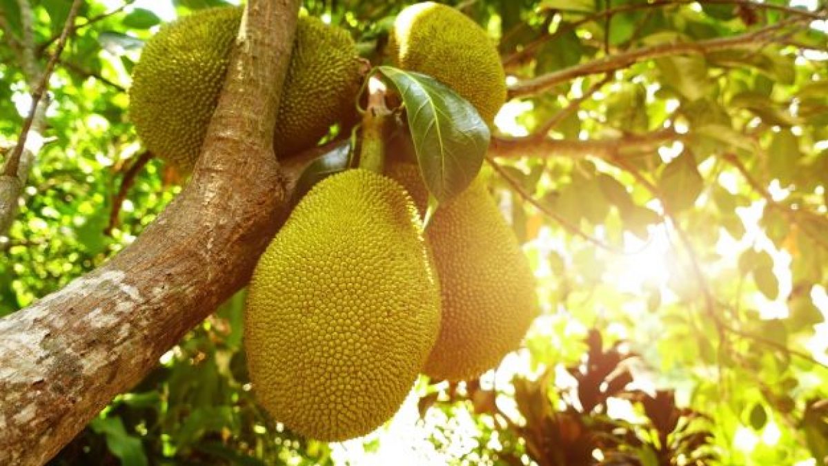 Albero del pane caratteristiche, proprietà e utilizzi in cucina del superfood che combatte la