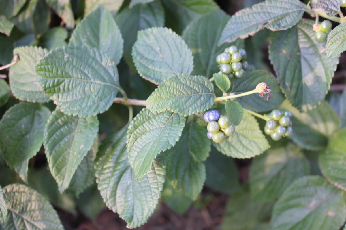 fiori di lantana