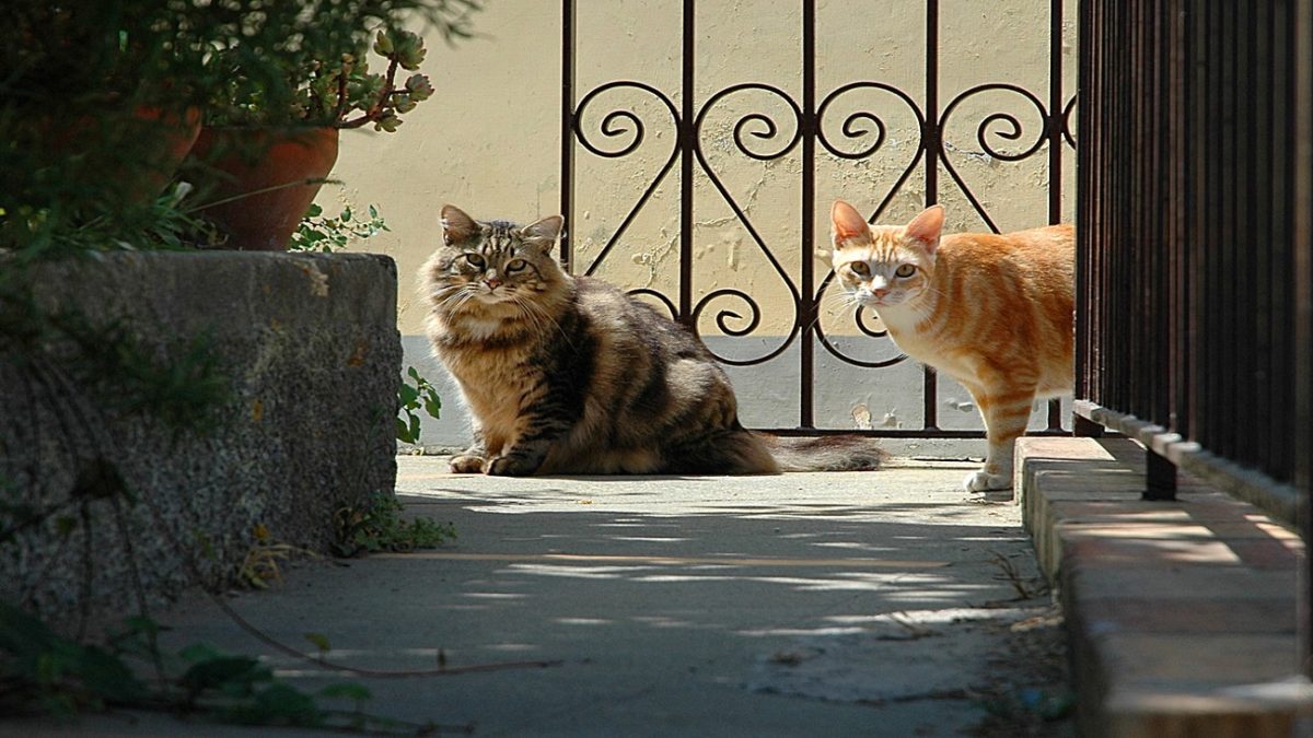 feromoni gatti