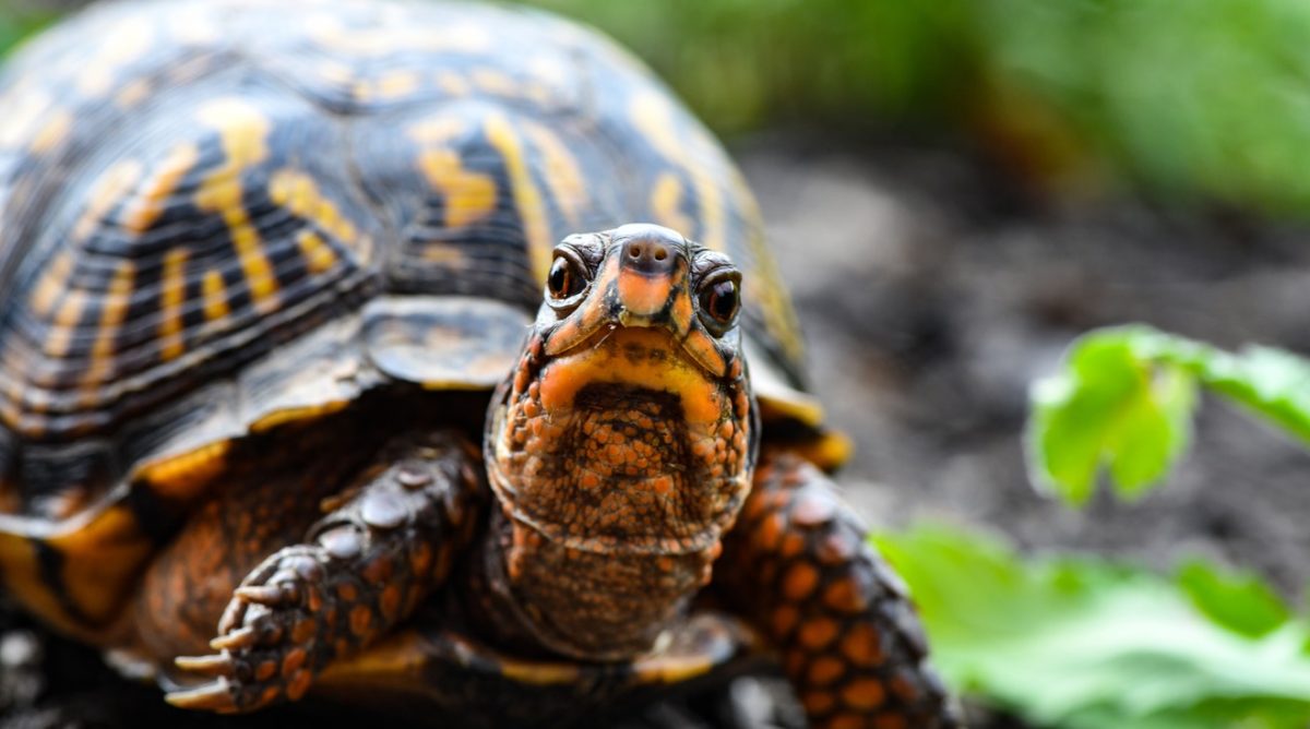 Animali selvaggi in casa