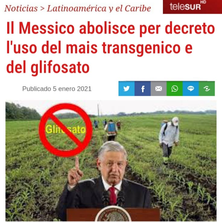 messico telesur ogm glifosato