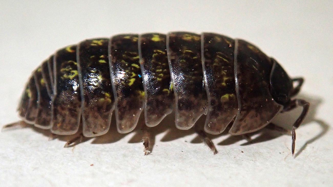 Porcellino di terra un crostaceo rimuove i metalli pesanti dal suolo Porcellino di terra un crostaceo rimuove i metalli pesanti dal suolo