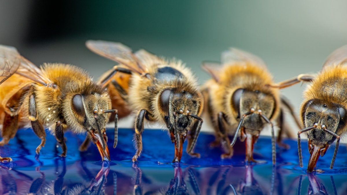 salvare le api