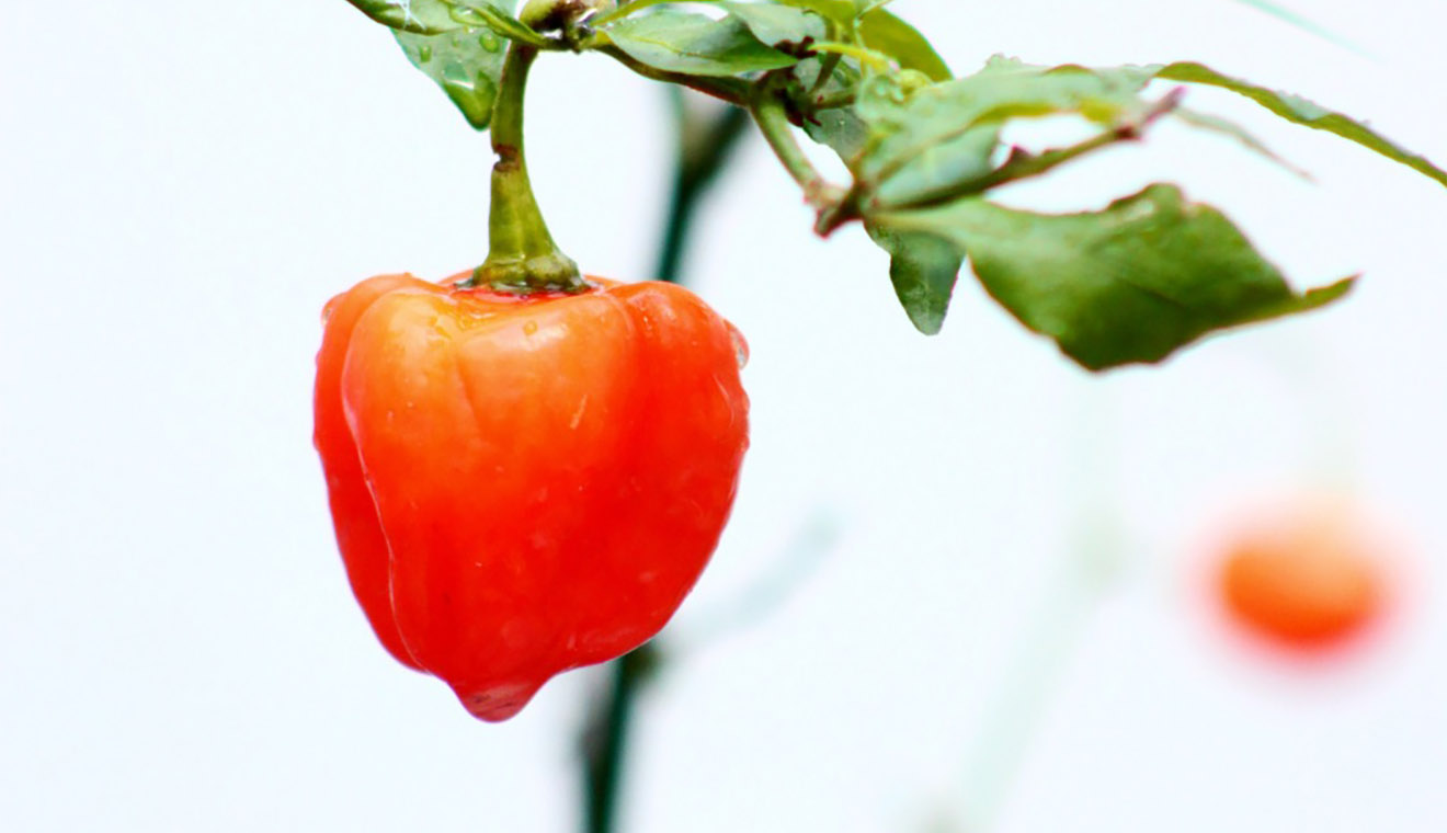 habanero peperoncino piccante