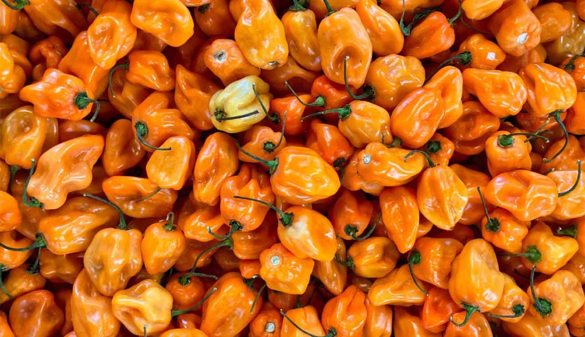 habanero orange