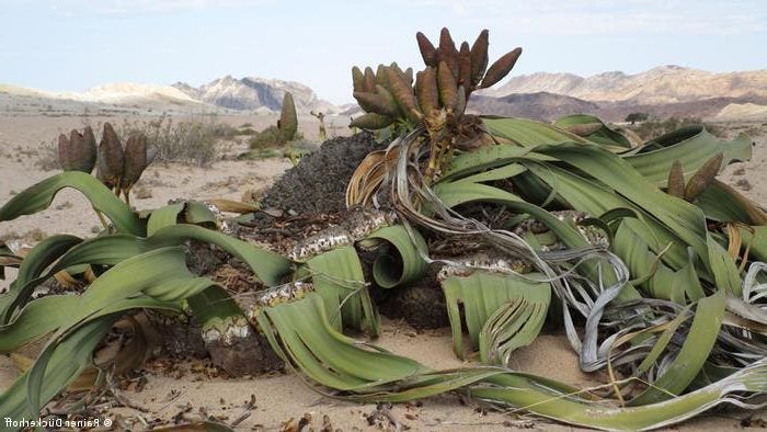 welwitschia pianta che non muore mai