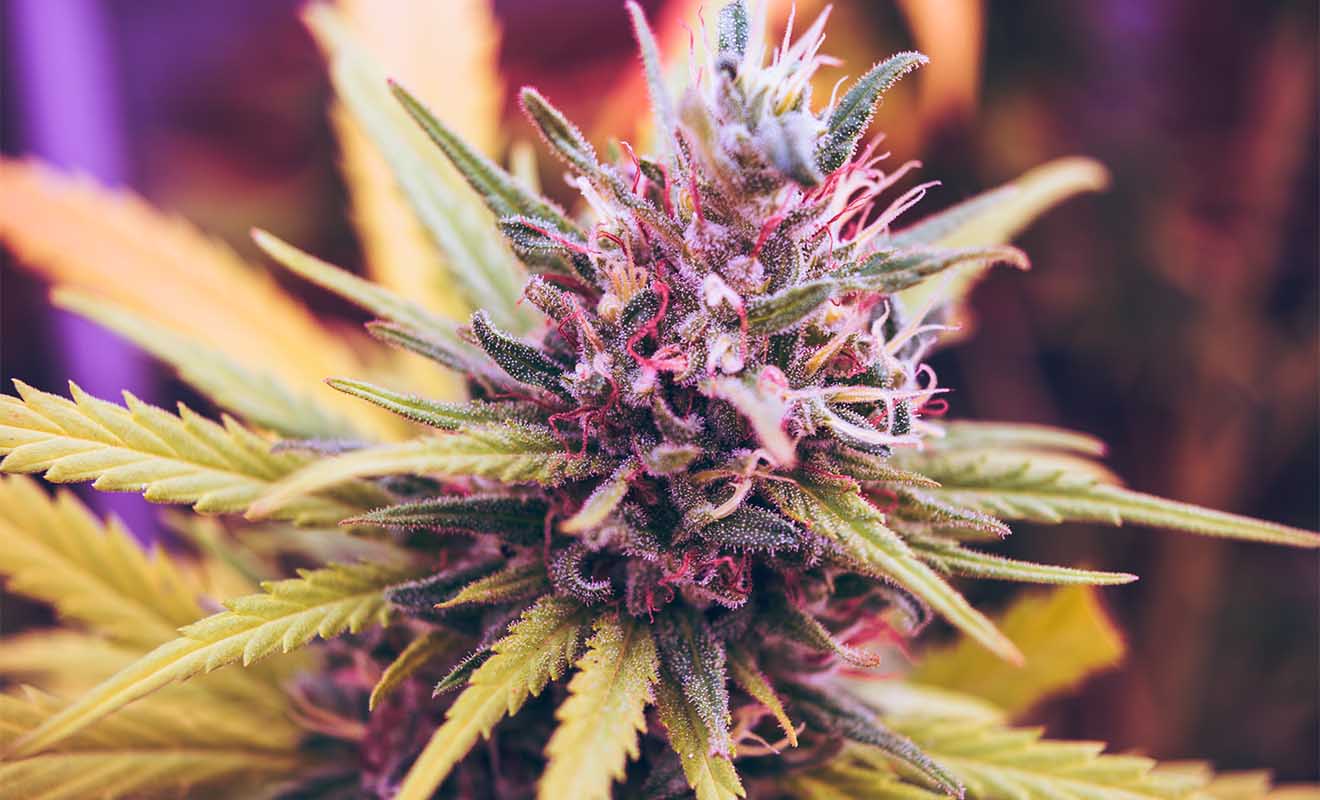 Referendum su legalizzazione cannabis domestica. Togliamo potere alle mafie.