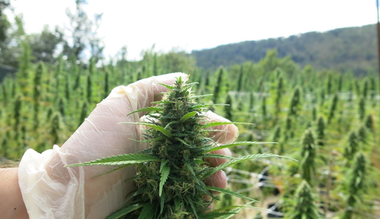 infiorescenze cannabis light canapa farm