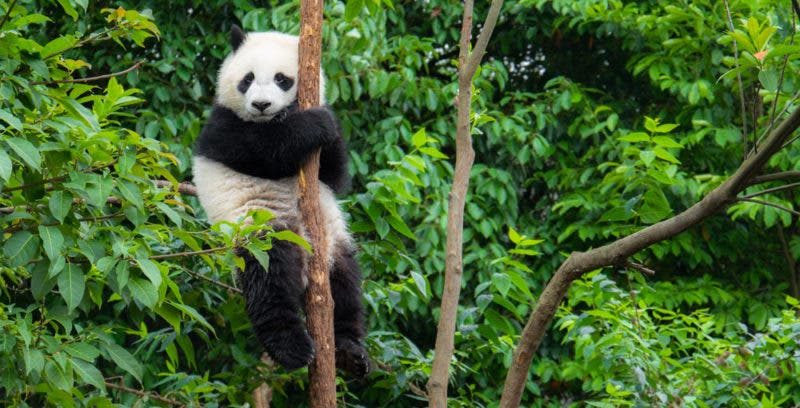 panda giganti bianchi e neri