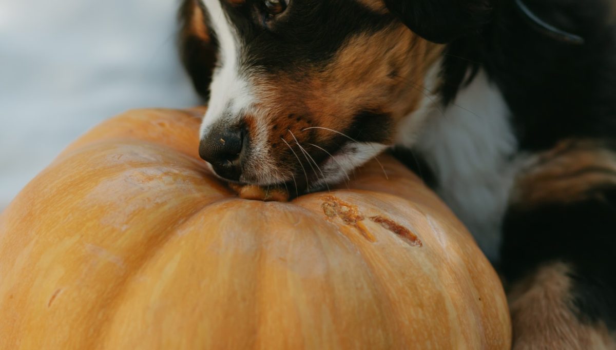 come mantenere animale domestico calmo