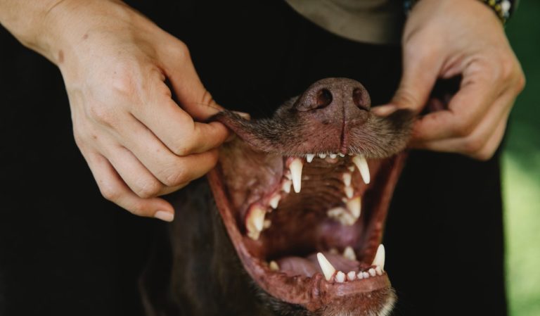 Come Pulire I Denti Al Cane: Tutto Quello Che Devi Sapere - Foto 2