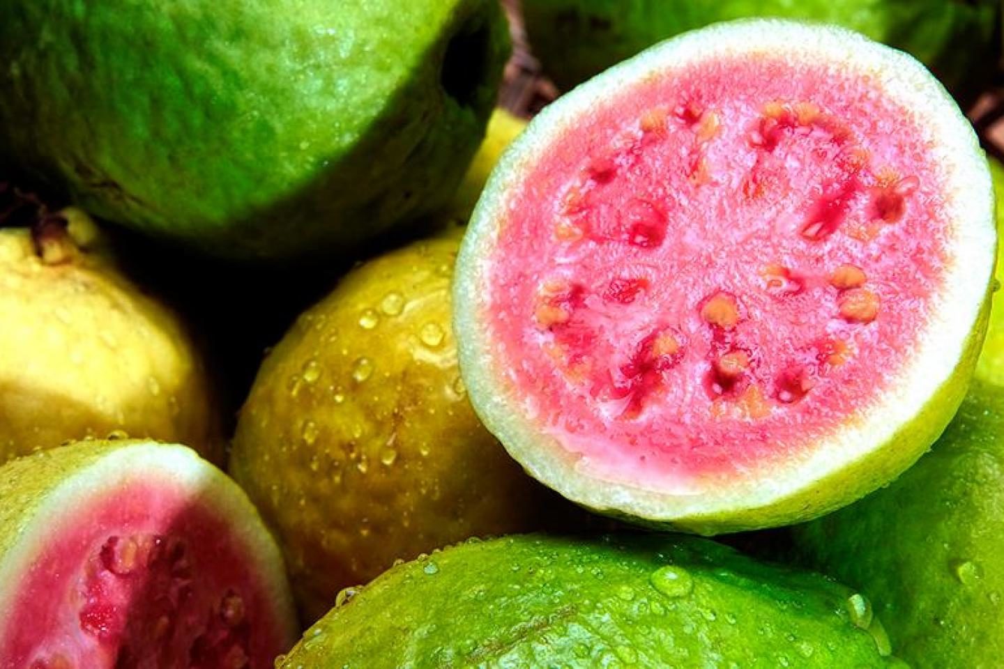 guava frutto